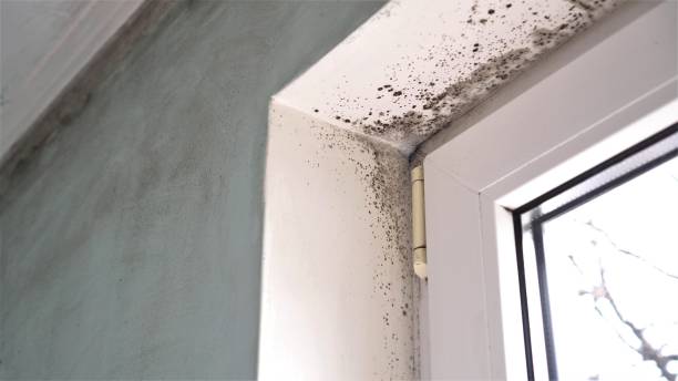 Best Comprehensive Air Testing for Mold Contaminants  in Lamoni, IA