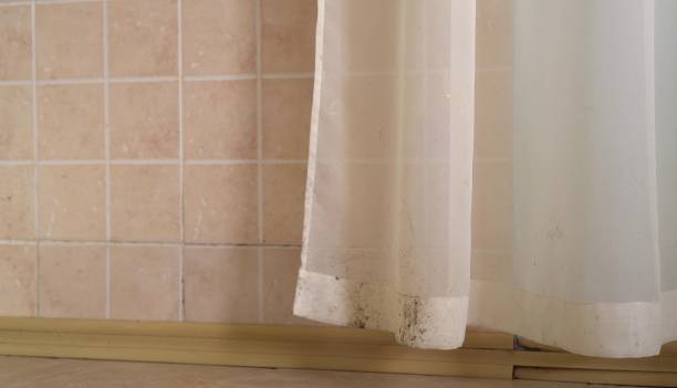 Trusted Lamoni, IA Mold Removal Experts