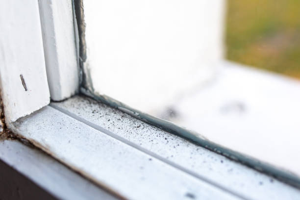 Best Emergency Mold Remediation  in Lamoni, IA