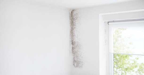 Best Mold Remediation for Healthcare Facilities  in Lamoni, IA