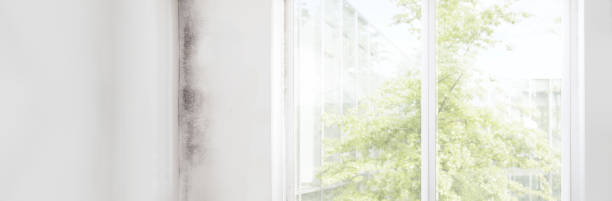 Mold Remediation for Rental Properties in Lamoni, IA