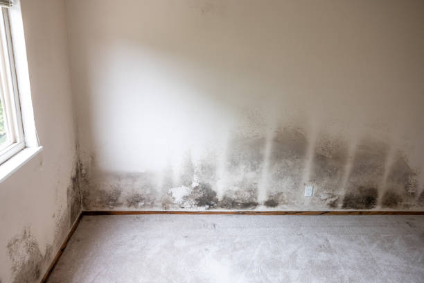 Best Commercial Mold Inspection  in Lamoni, IA